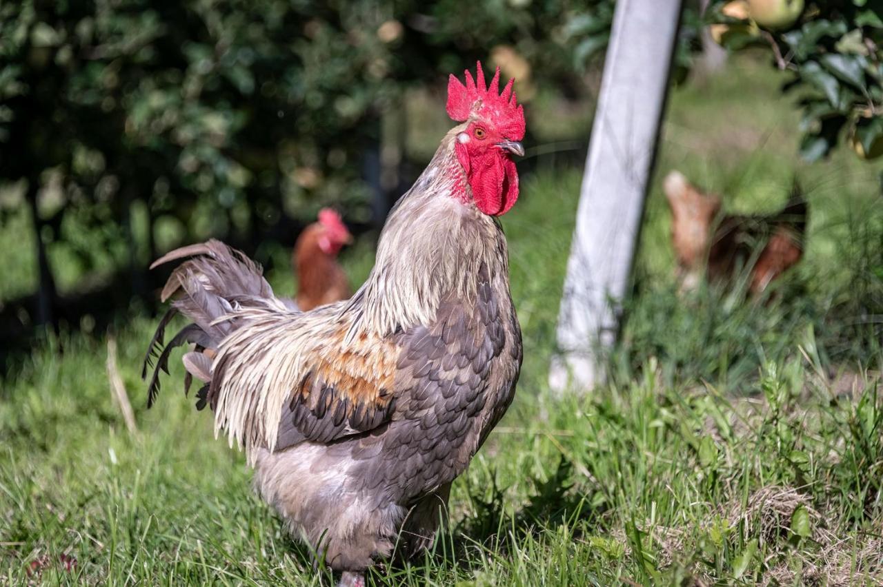 Plunerhof Schenna Dış mekan fotoğraf