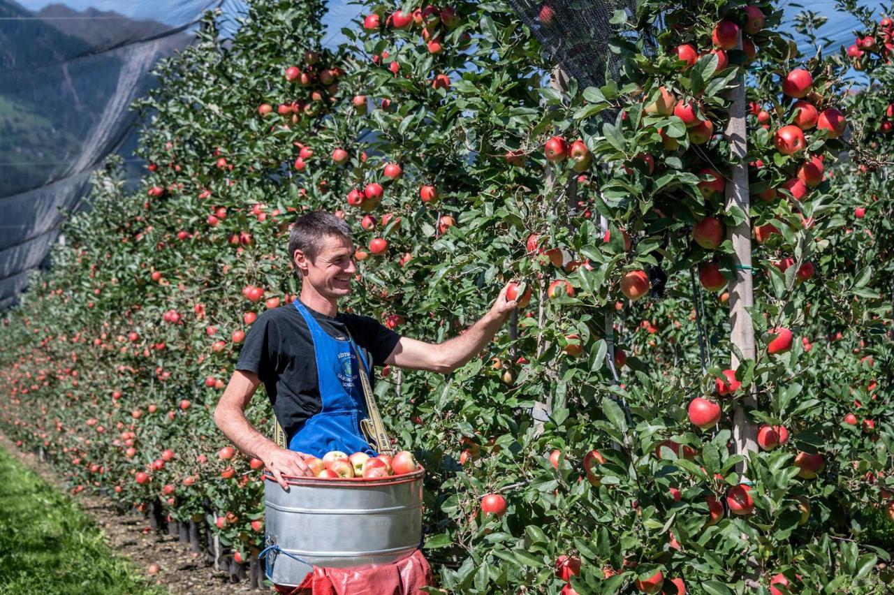 Plunerhof Schenna Dış mekan fotoğraf